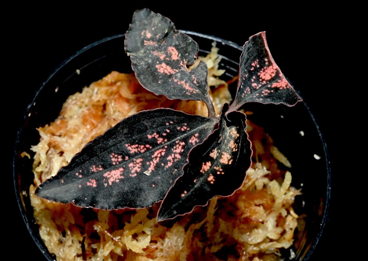 洋蘭原種 (595) 新入荷 パプア希少種 セレクト個体 Cystorchis sp. Papua Red シストーキス sp. パプア レッドの画像1