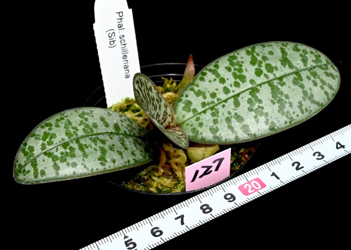 洋蘭原種 (127) 葉の綺麗な胡蝶蘭 Phal. schilleriana （SIb) ファレノプシス シレリアナSIbの画像5