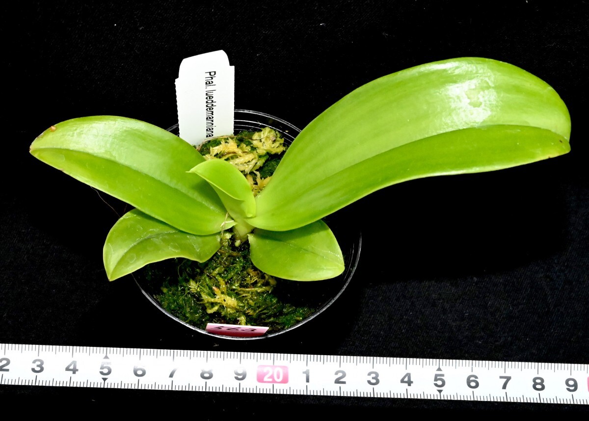 洋蘭原種 (563) Phal. luddemaniana (Sib) ファレノプシス ルデマニアナ (Sib)の画像5