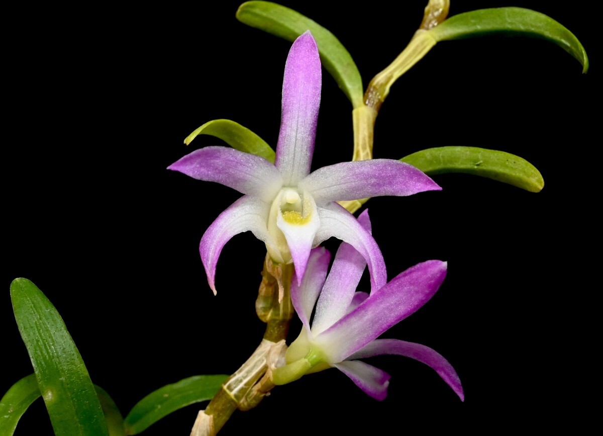 洋蘭原種 (553) 素晴らしいミニチュアデンドロ、希少種　Den. sp. デンドロビューム　sp._参考開花例です。