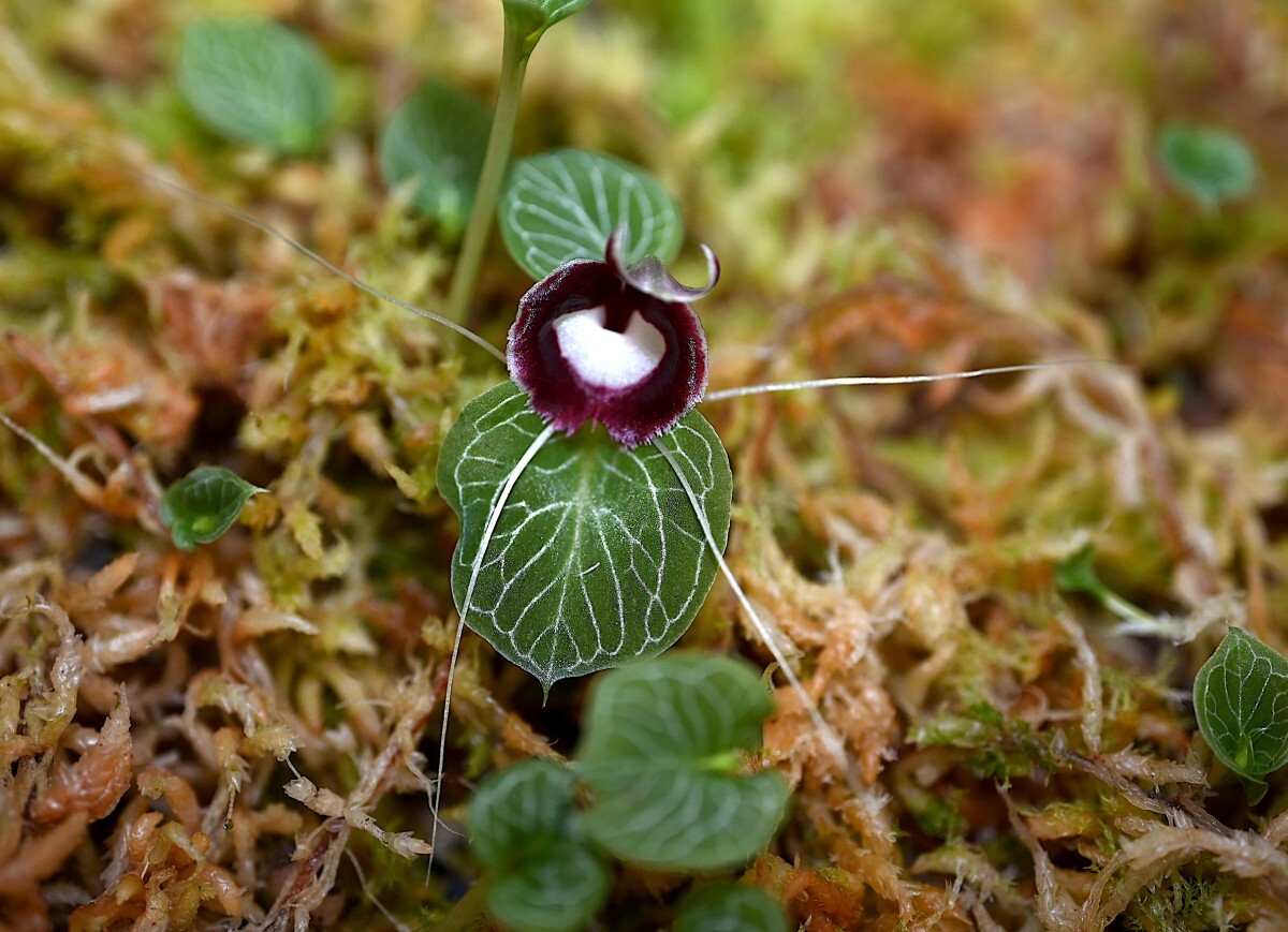 洋蘭原種 (162) 人気のコリバス Corybas pictus (Java Big Flower) コリバス ピクタス 大輪系ジャワ原産の画像2