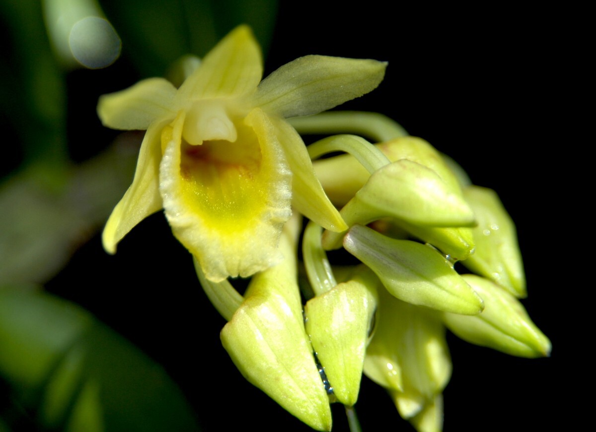 洋蘭原種 (884) Den. lamellatum デンドロビューム　ラメラタム_参考開花例です。