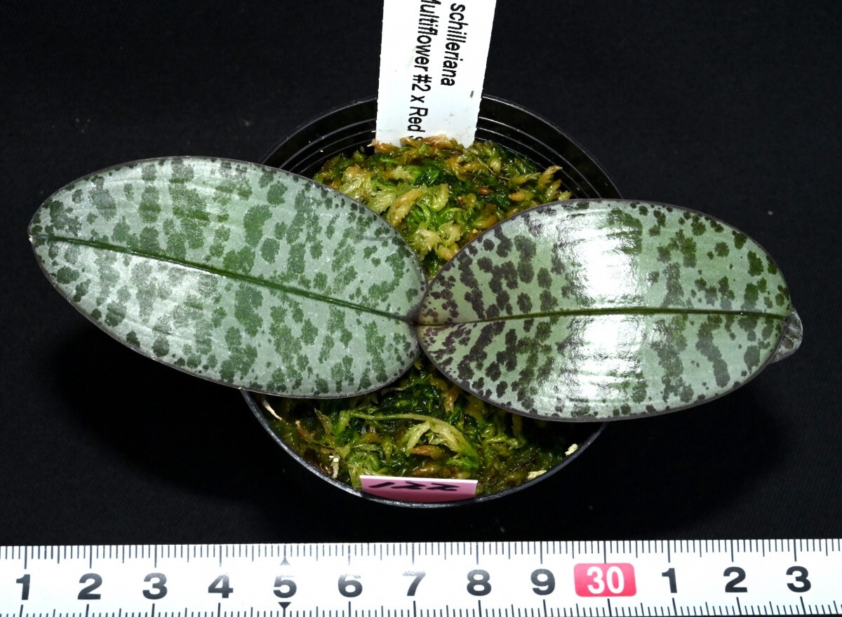 洋蘭原種 (122) 葉の綺麗な胡蝶蘭 Phal. schilleriana (Multi Flower x Red Stripe)（SIb) ファレノプシス シレリアナSIbの画像1