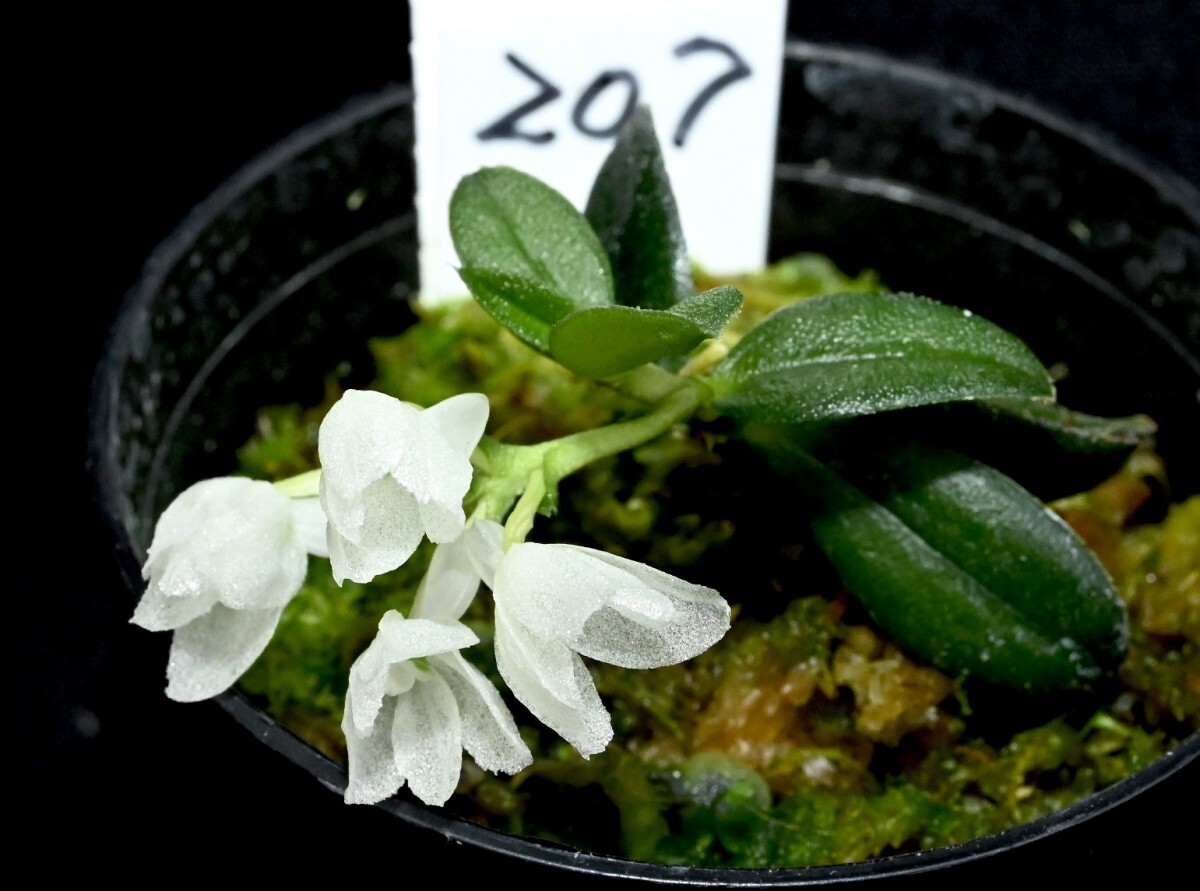 洋蘭原種 (207) 希少種 花が咲き始めました Hymenorchis javanica ヒメノーキス ジャバニカの画像3