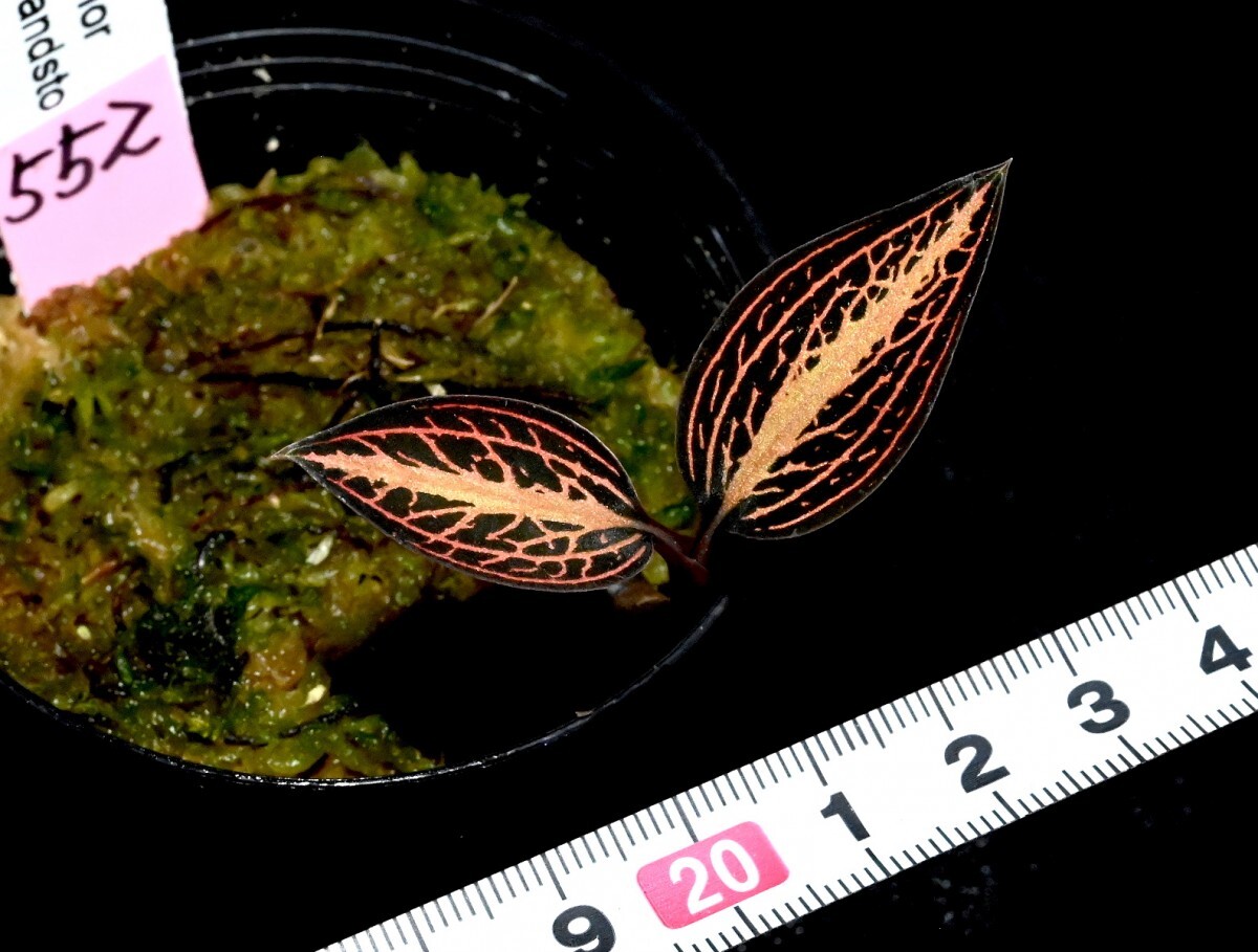 洋蘭原種 (552) Ludisia discolor 'Salmon Sandstone' ルディシア ディスカラー ’サーモンサンドストーン’の画像4