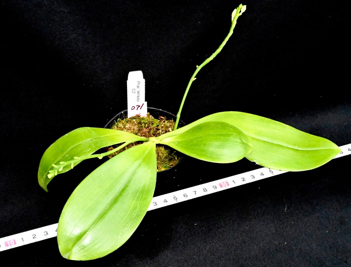 洋蘭原種 (071) 良株 Phal. tetraspis 'C２' ファレノプシス テトラスピス ’C２'の画像7