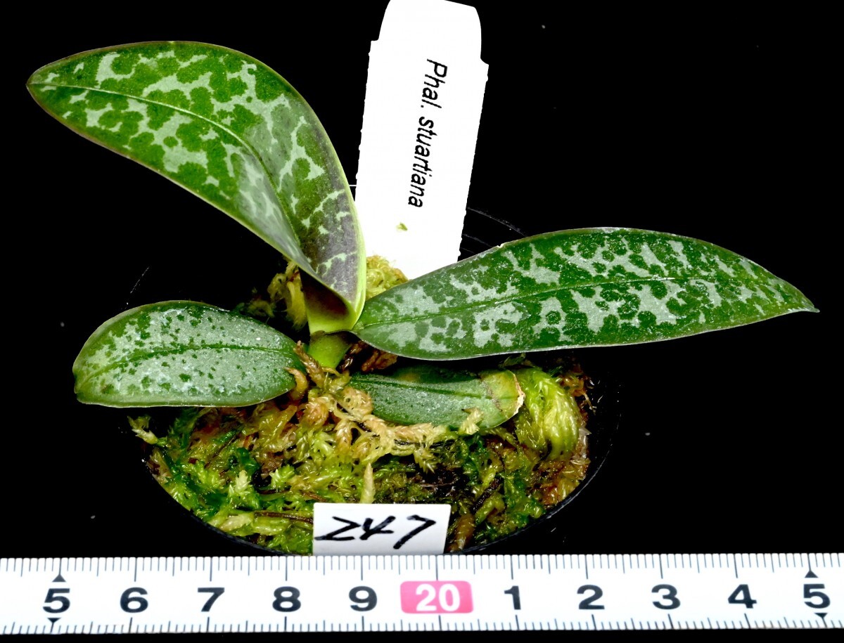 洋蘭原種 (247) 葉の綺麗な胡蝶蘭。Phal. stuartiana （SIb) ファレノプシス スチュアーティアナの画像5