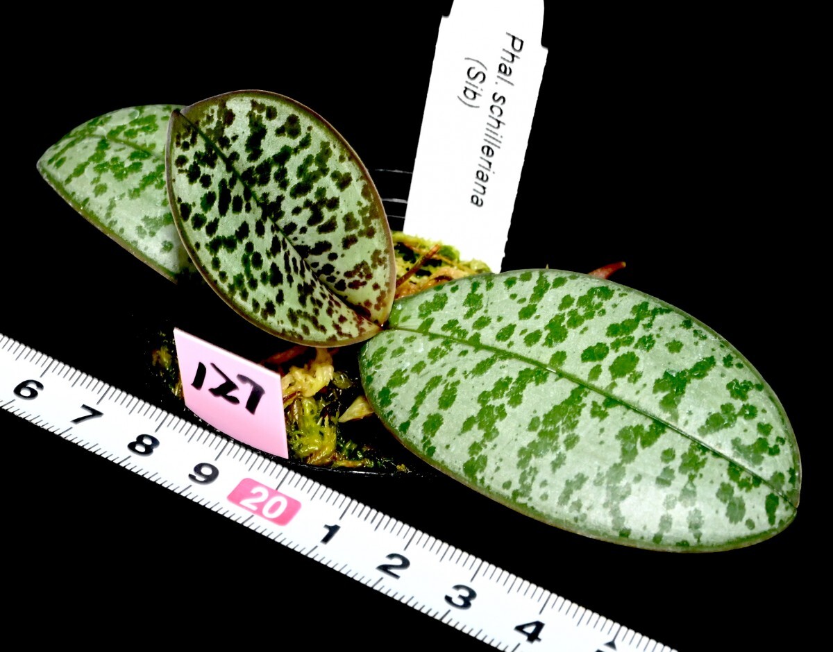 洋蘭原種 (127) 葉の綺麗な胡蝶蘭 Phal. schilleriana （SIb) ファレノプシス シレリアナSIbの画像6