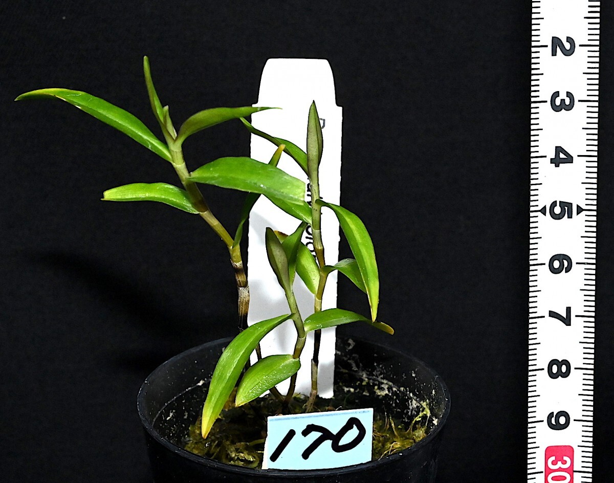 洋蘭原種 (170) 希少種 Den. malvicolor デンドロビューム マルビカラー_今回出品の株です。