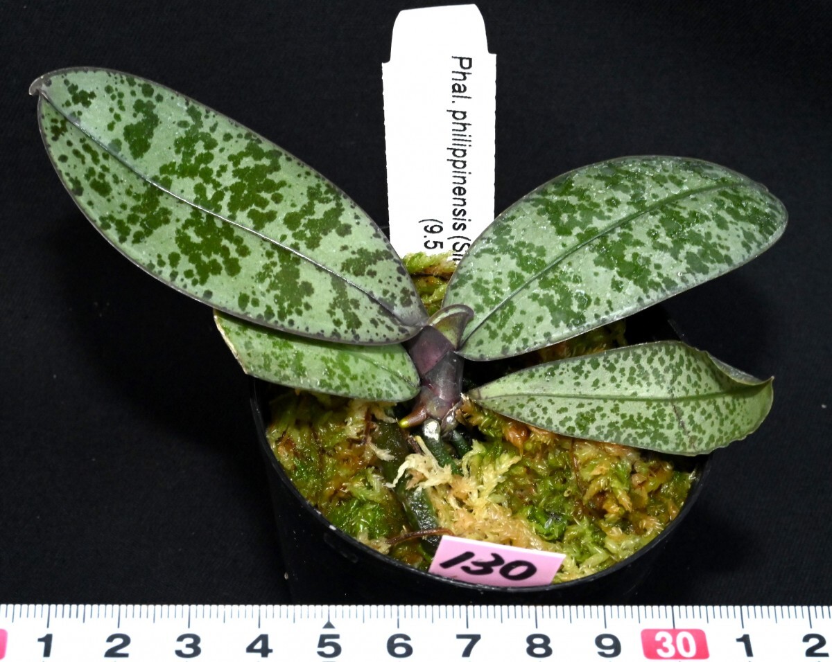 洋蘭原種 (130) 葉の綺麗な胡蝶蘭 Phal. philippinensis ファレノプシス フィリピネンシスの画像4