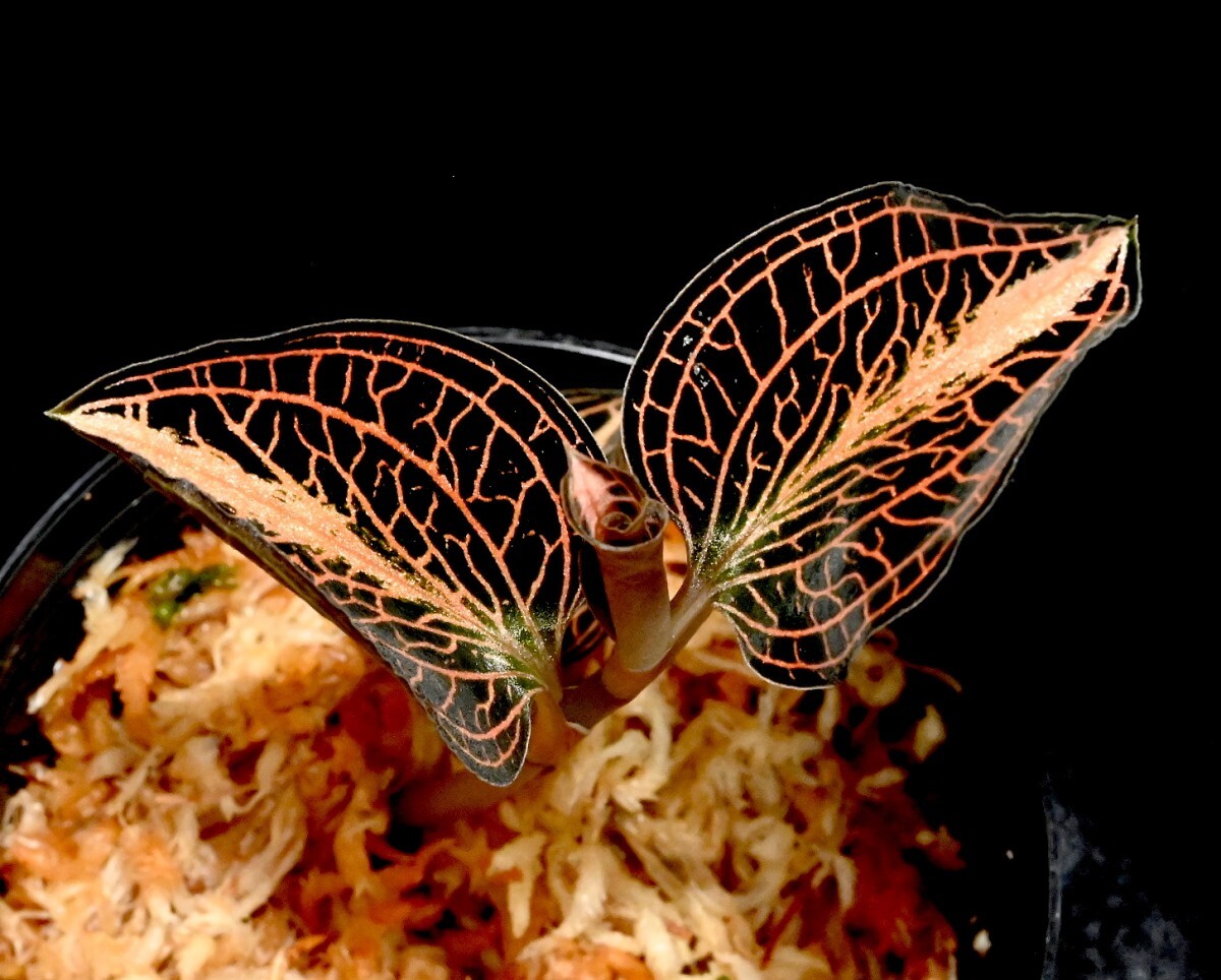 洋蘭 (150) Anoectochilus (sp. 'Nan Red Vein x albolineatus) アネクトキラス （sp. ナン レッド ベイン x アルボリネアタス）の画像1