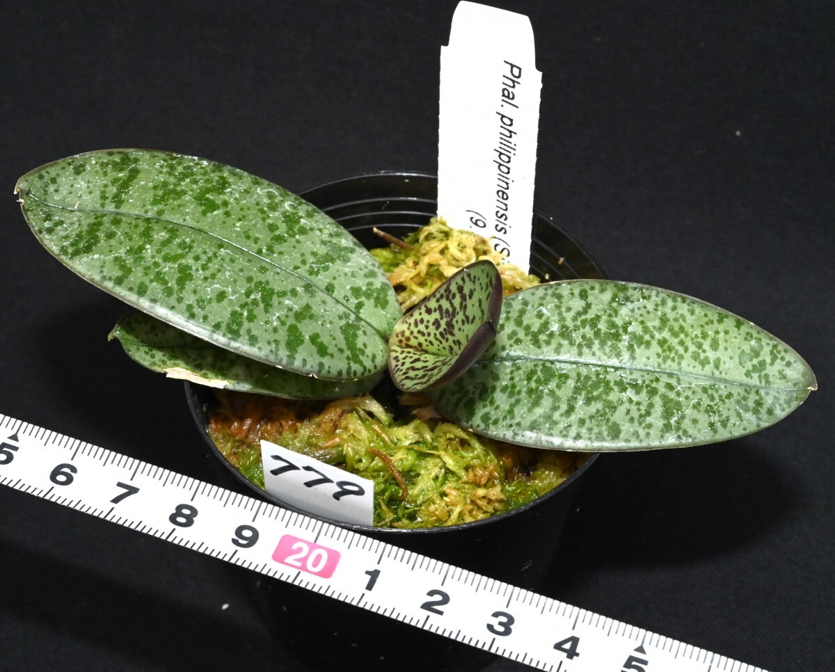 洋蘭原種 (779) 葉の綺麗な胡蝶蘭 Phal. philippinensis ファレノプシス フィリピネンシスの画像6