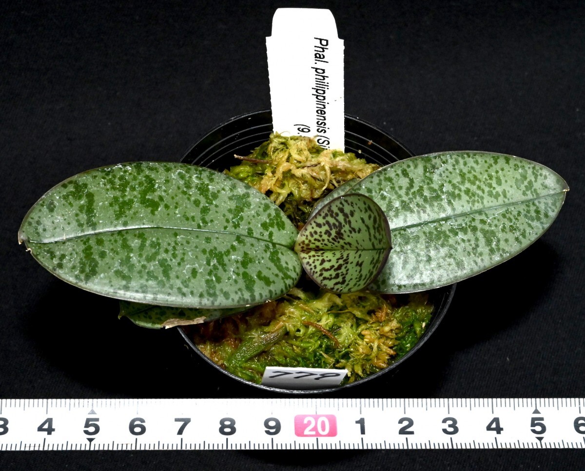 洋蘭原種 (779) 葉の綺麗な胡蝶蘭 Phal. philippinensis ファレノプシス フィリピネンシスの画像3