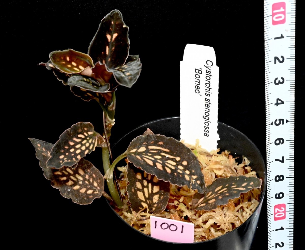 洋蘭原種 (1001) かなり綺麗です。濃色系個体です。希少種 Cystorchis stenoglossa Borneo Type シストーキス　ステノグロッサ_今回出品の株です。