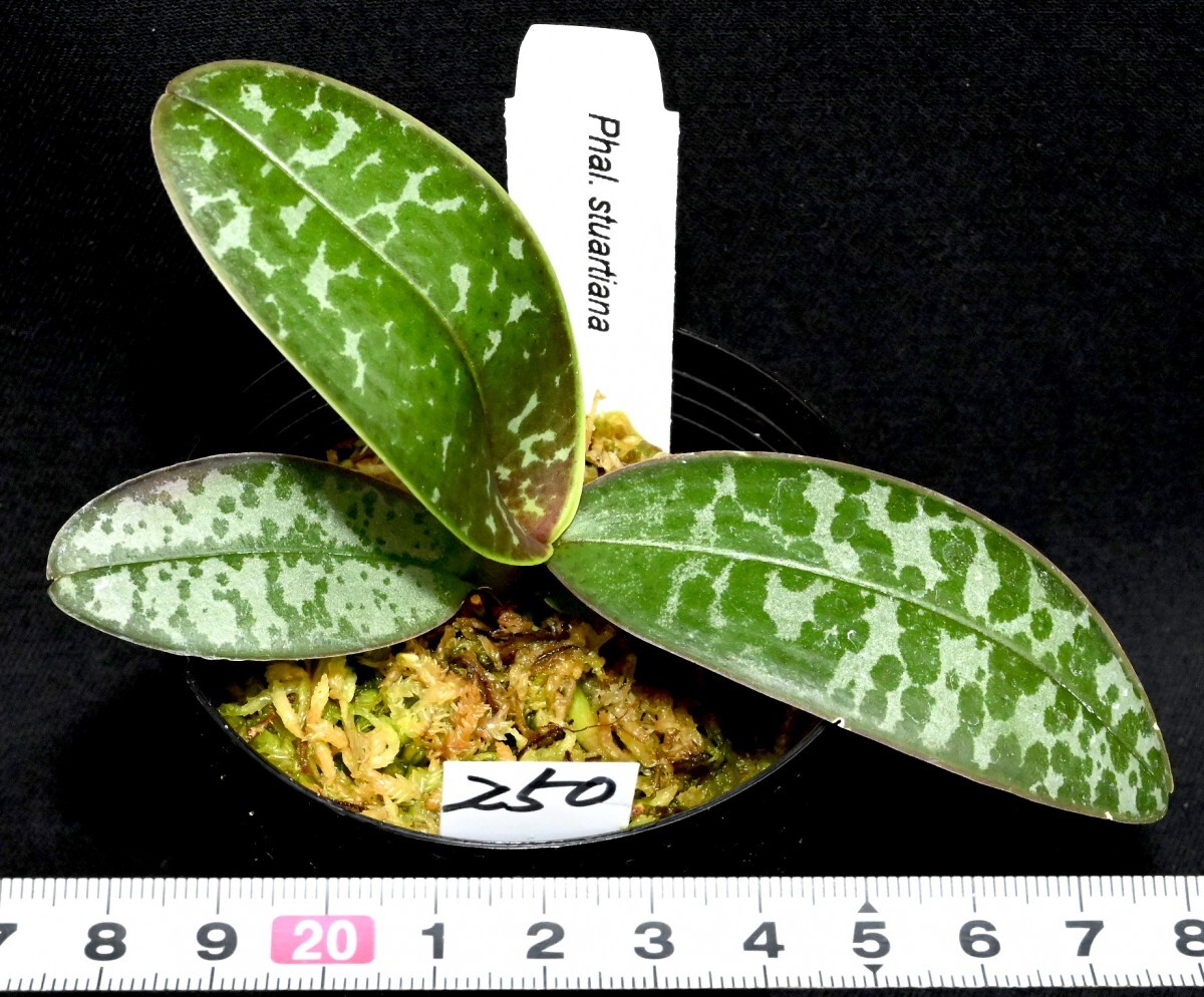 洋蘭原種 (250) 葉の綺麗な胡蝶蘭。Phal. stuartiana （SIb) ファレノプシス スチュアーティアナの画像3