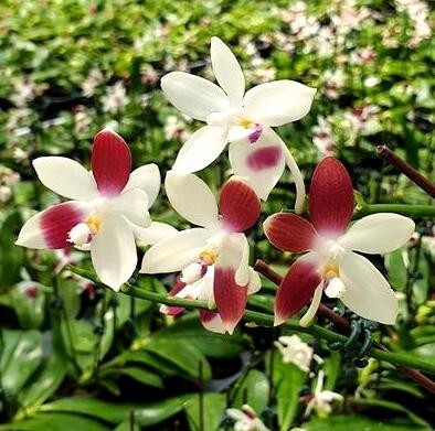 洋蘭原種 (071) 良株 Phal. tetraspis 'C２' ファレノプシス テトラスピス ’C２'の画像2