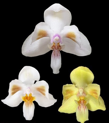 洋蘭原種 (137) 葉の綺麗な胡蝶蘭 大きな株です。Phal. celebensis ファレノプシス セレベンシスの画像1