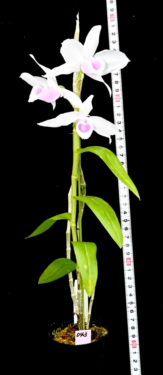 洋蘭原種 (043) とても綺麗な花です。Den. anosmum fma. delicata デンドロビューム アノスマム デリカータの画像5