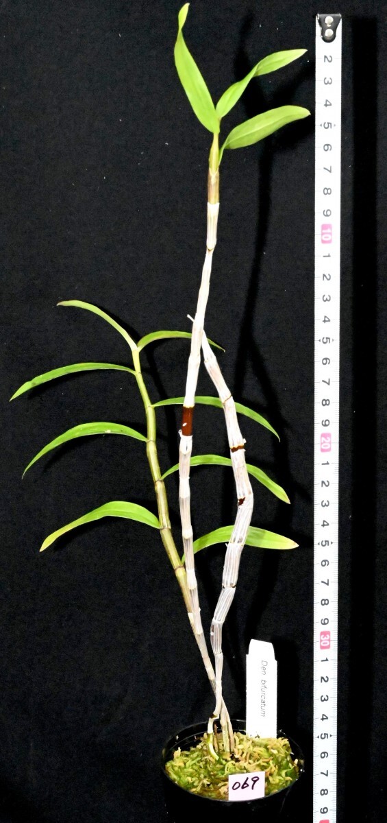 洋蘭原種 (069) 最高の香りのデンドロビューム  Den. bifurcatum デンドロビューム ビファーカタムの画像4