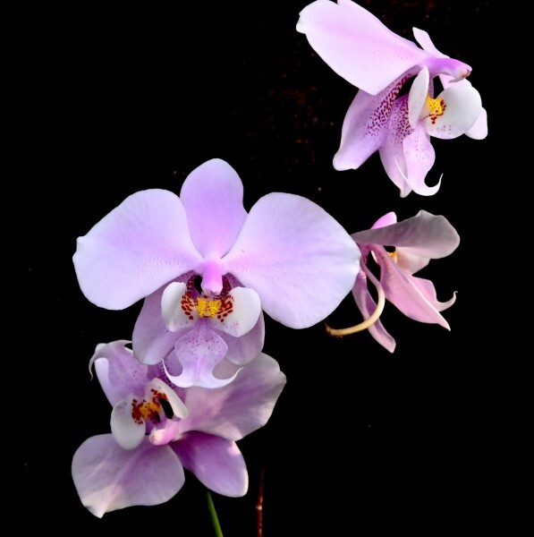 洋蘭原種 (127) 葉の綺麗な胡蝶蘭 Phal. schilleriana （SIb) ファレノプシス シレリアナSIbの画像1