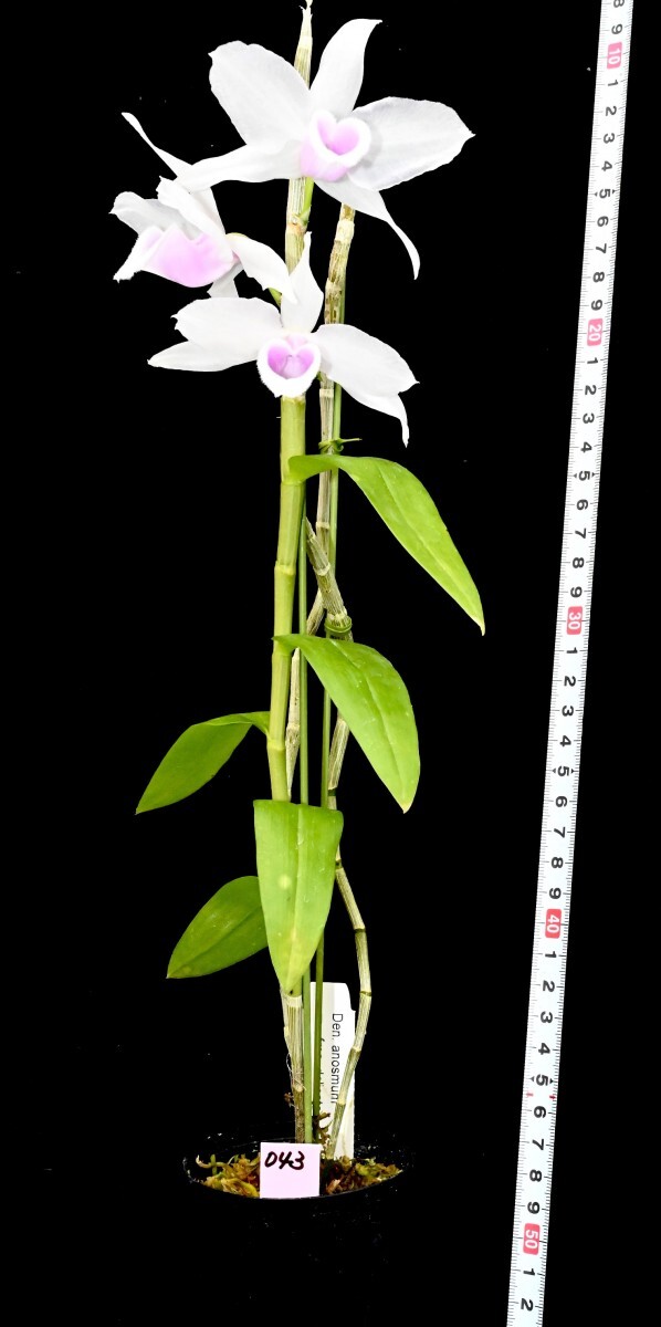 洋蘭原種 (043) とても綺麗な花です。Den. anosmum fma. delicata デンドロビューム アノスマム デリカータの画像4