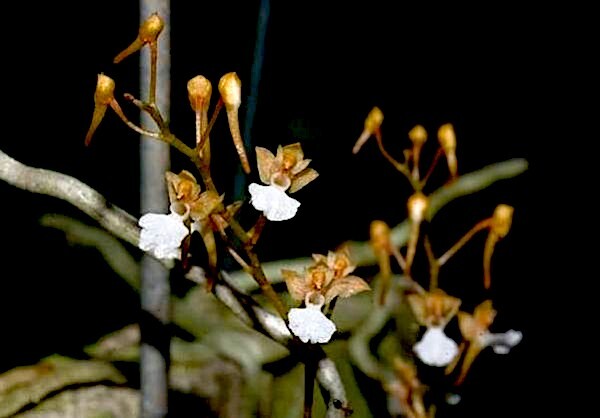 洋蘭原種 (1152) マダガスカルの無葉蘭　希少種　MIcrocoelia cornuta ミクロセリア　コルヌタ_参考開花例です。