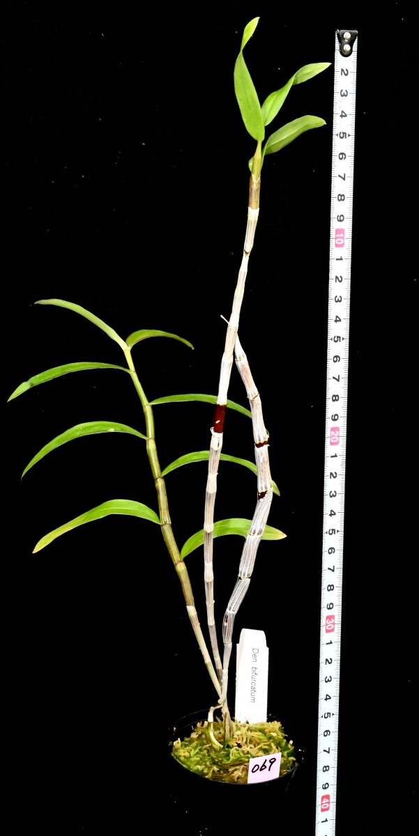 洋蘭原種 (069) 最高の香りのデンドロビューム  Den. bifurcatum デンドロビューム ビファーカタムの画像3