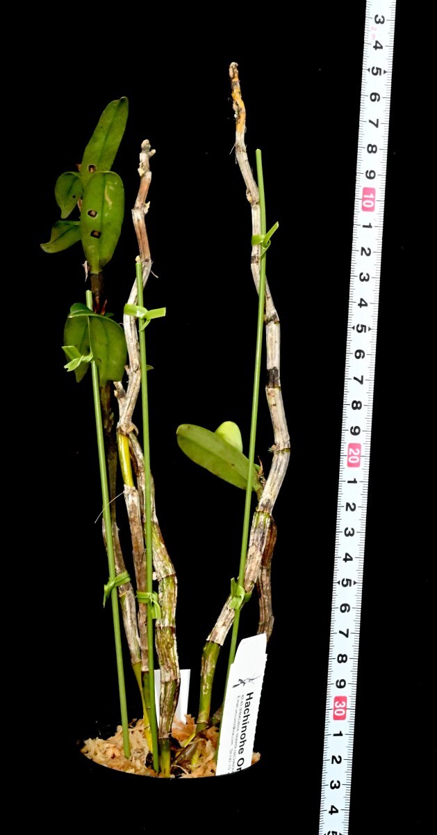 洋蘭原種 (227) 蕾付き 原産地由来の株です Den. tobaense giganteum (Sib) デンドロビューム トバエンセの画像9