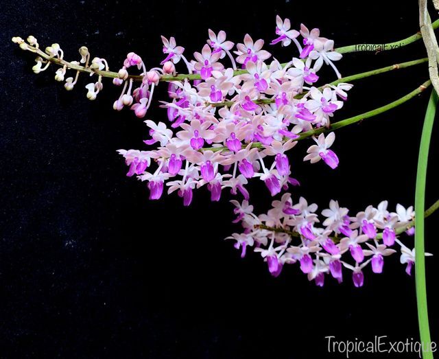 洋蘭原種 (105) 蕾、花付き Seidenfadenia mitrata Pink セイデンファデニア　ミトラータ　ピンク_参考開花例です。