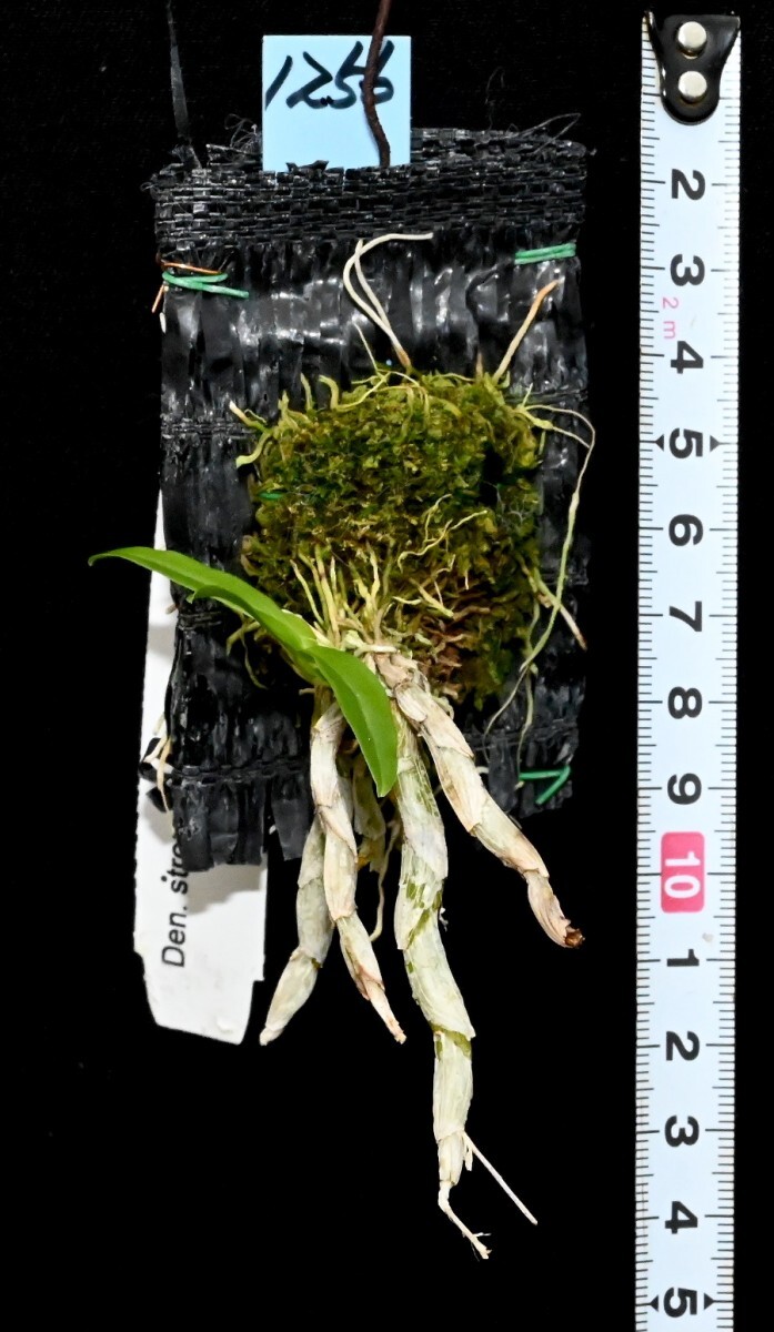 洋蘭原種 (1256) Dendrobium strongylanthum デンドロビューム ストロンギランサムの画像4