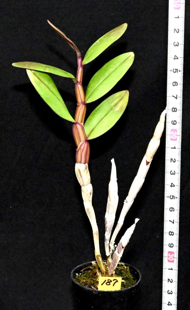 洋蘭原種 () Den. sanguinolentum サンギノレンタムの画像4