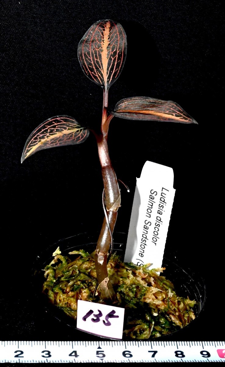 洋蘭原種 (135) Ludisia discolor 'Salmon Sandstone' ルディシア ディスカラー ’サーモンサンドストーン’の画像3