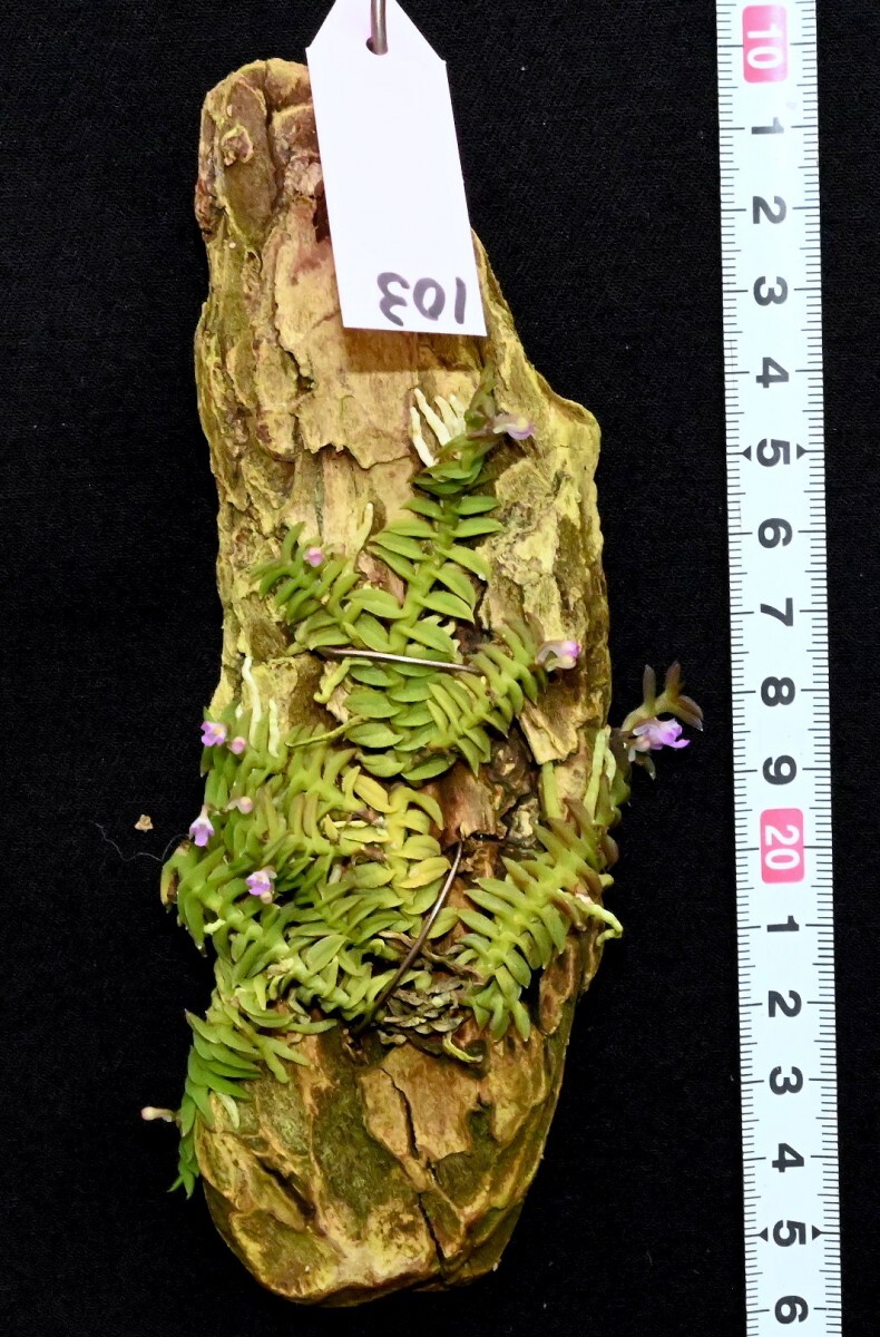 洋蘭原種 (103) 大きめの良株　Schoenorchis scolopendria ショエノルキス スコロペンドリア_今回出品の株です。