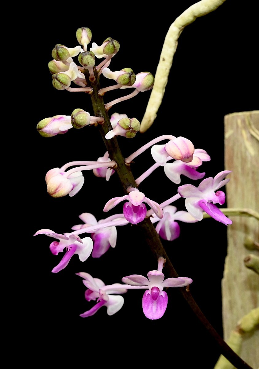 洋蘭原種 (105) 蕾、花付き Seidenfadenia mitrata Pink セイデンファデニア　ミトラータ　ピンク_今回出品の株です。