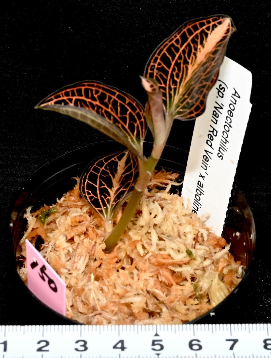 洋蘭 (150) Anoectochilus (sp. 'Nan Red Vein x albolineatus) アネクトキラス （sp. ナン レッド ベイン x アルボリネアタス）の画像5
