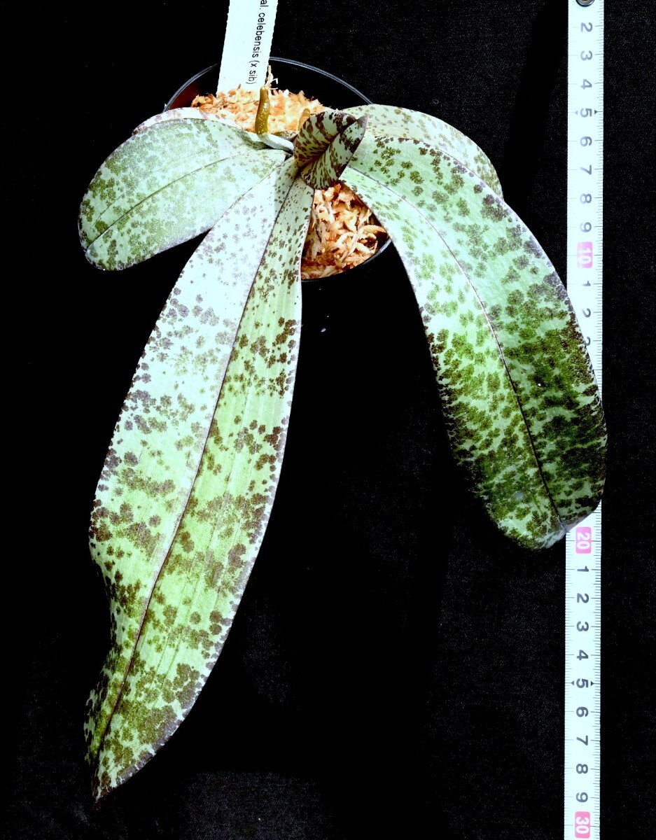 洋蘭原種 (140) 葉の綺麗な胡蝶蘭 大きな株です。Phal. celebensis ファレノプシス セレベンシスの画像4