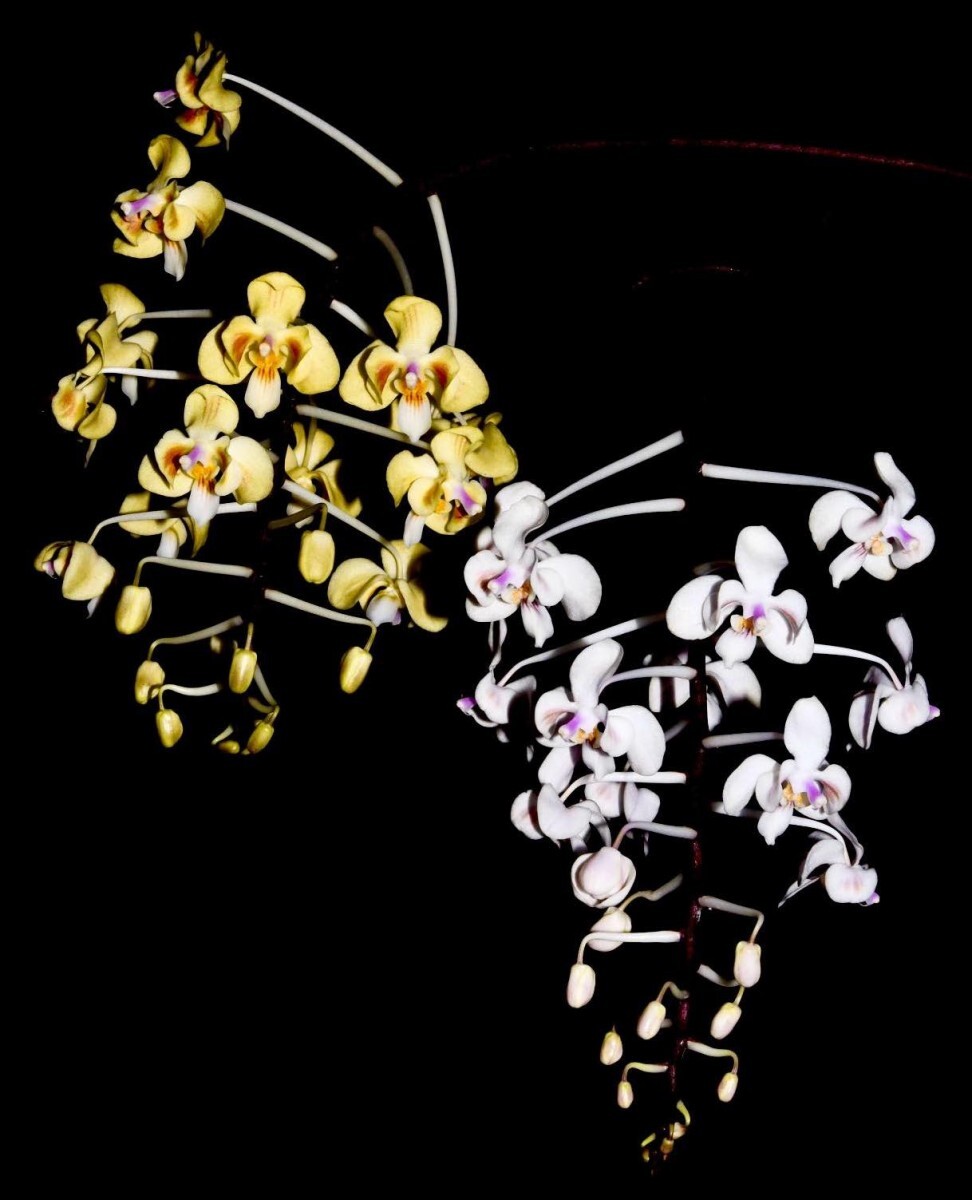 洋蘭原種 (140) 葉の綺麗な胡蝶蘭 大きな株です。Phal. celebensis ファレノプシス セレベンシスの画像1