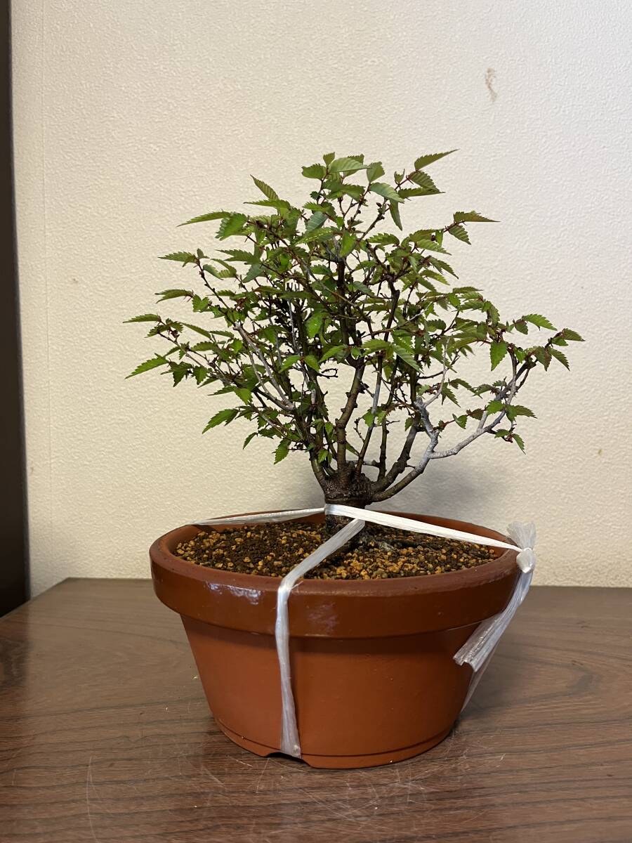 *0 bonsai keyaki zelkova zelkova real raw 25 year and more B-4 0*