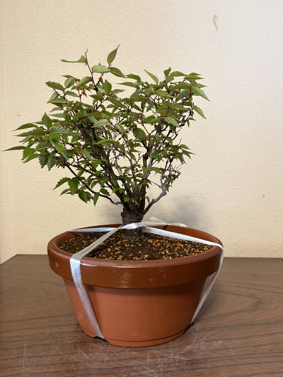 *0 bonsai keyaki zelkova zelkova real raw 25 year and more B-4 0*
