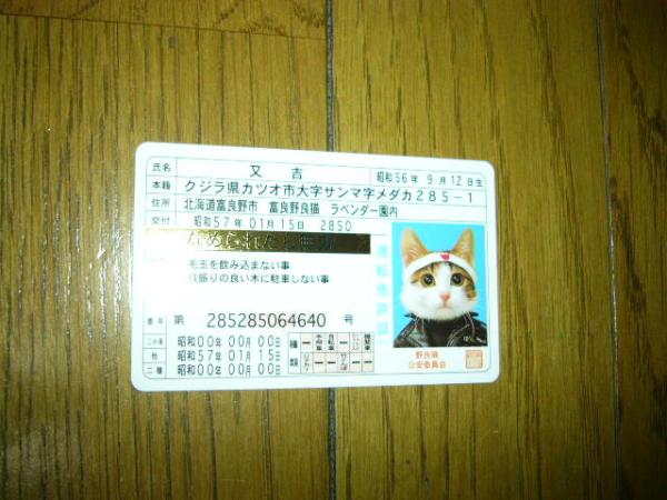 なめ猫　免許証カード　ゴールド　裏がなめんなよ文字　未使用　又吉の顔　本当の警察官に見せてる男性多いよ　友達に自慢したり財布中にね_大人気の又吉ゴールドカード、なめんなよ！