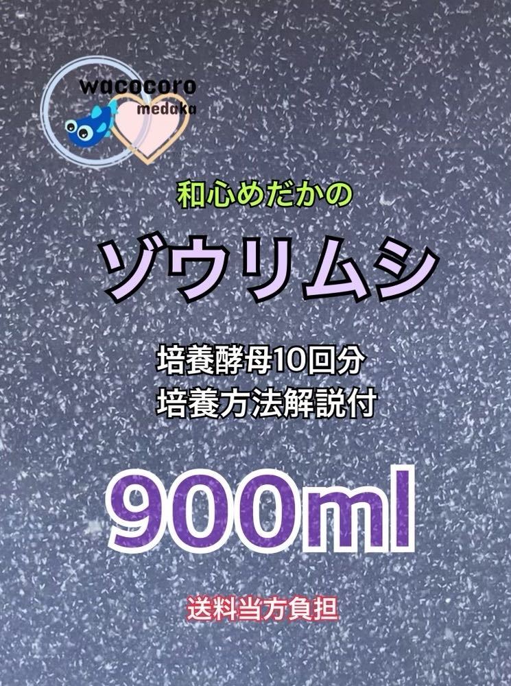 ★培養酵母10回分付き★和心めだか★こだわりのゾウリムシ900ml★めだかの針子・幼魚・ミジンコなどに最適_たっぷり種水900ml