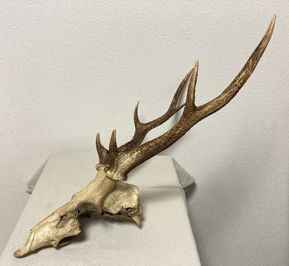 訳あり】シカの角 鹿の角 頭蓋骨付 雄鹿 ニホンジカ 訳あり】シカの角 鹿の角 頭蓋骨付 雄鹿 ニホンジカ