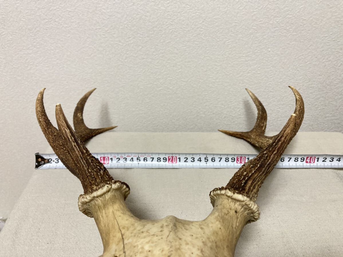 訳あり】シカの角 鹿の角 頭蓋骨付 雄鹿 ニホンジカ 訳あり】シカの角 鹿の角 頭蓋骨付 雄鹿 ニホンジカ