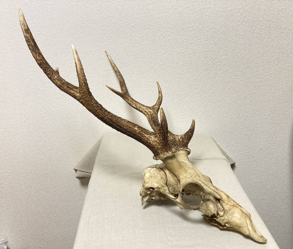 訳あり】シカの角 鹿の角 頭蓋骨付 雄鹿 ニホンジカ 訳あり】シカの角 鹿の角 頭蓋骨付 雄鹿 ニホンジカ