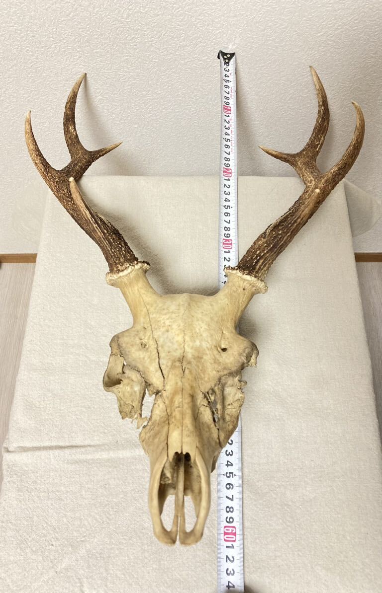 訳あり】シカの角 鹿の角 頭蓋骨付 雄鹿 ニホンジカ 訳あり】シカの角 鹿の角 頭蓋骨付 雄鹿 ニホンジカ