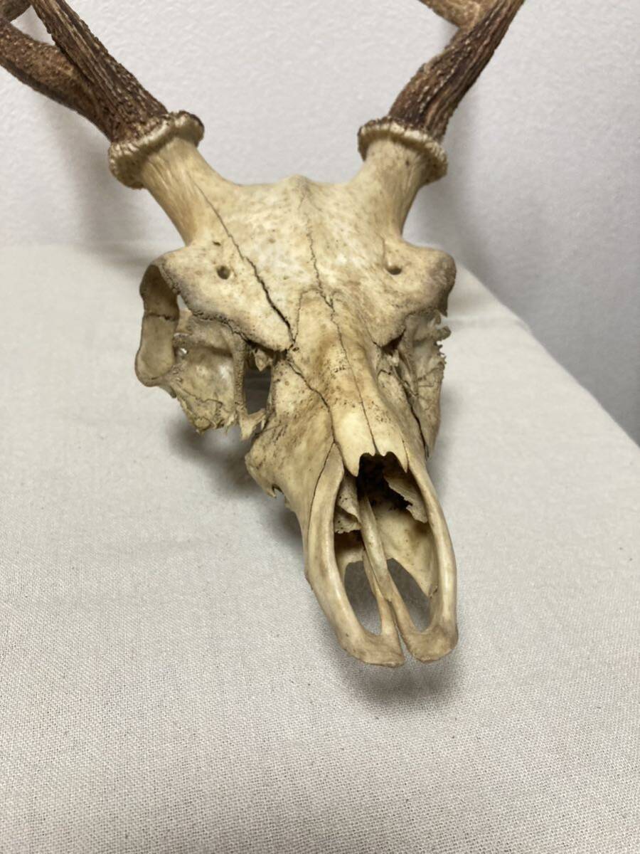 訳あり】シカの角 鹿の角 頭蓋骨付 雄鹿 ニホンジカ 訳あり】シカの角 鹿の角 頭蓋骨付 雄鹿 ニホンジカ