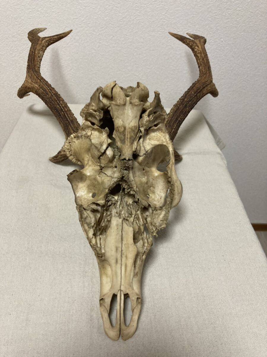 訳あり】シカの角 鹿の角 頭蓋骨付 雄鹿 ニホンジカ 訳あり】シカの角 鹿の角 頭蓋骨付 雄鹿 ニホンジカ