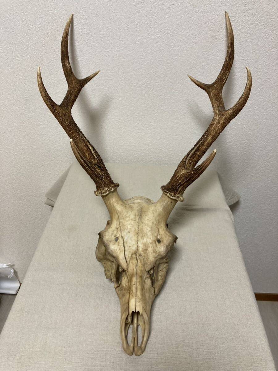 訳あり】シカの角 鹿の角 頭蓋骨付 雄鹿 ニホンジカ 訳あり】シカの角 鹿の角 頭蓋骨付 雄鹿 ニホンジカ