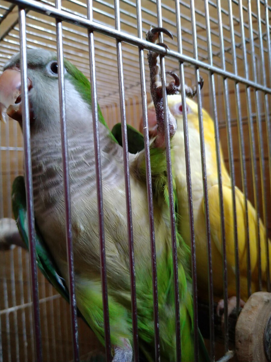 今回のみオキナインコ卵 食用1個の画像1