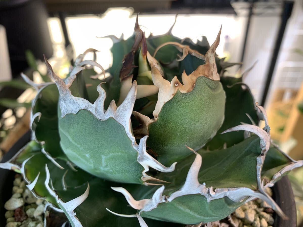 ムチムチ★白鯨★陽炎 チタノタ titanota agave アガベ 3の画像3